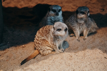 Drei Erdmännchen (Suricata suricatta)
