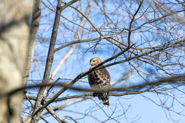 bird of prey