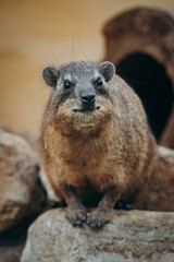 Klippschliefer (Procavia capensis), Portrait