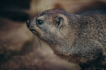 Klippschliefer (Procavia capensis), Portrait