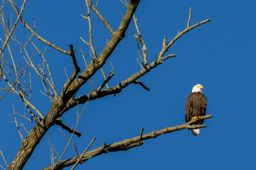 eagle on branch