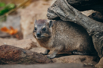 Klippschliefer (Procavia capensis), Portrait