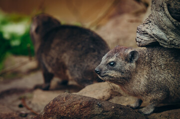 Klippschliefer (Procavia capensis), Portrait