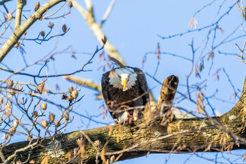 eagle eating fish
