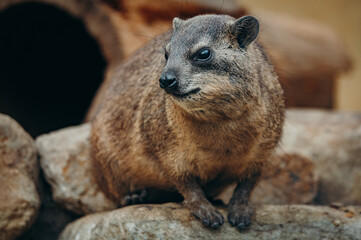 Klippschliefer (Procavia capensis), Portrait