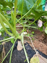 flowers of my garden in dakhla city 