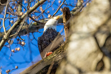 eagle eating fish