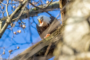 eagle eating fish