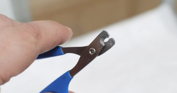 Close-up on the scissors for trimming the claws on the paws of pets. Holding in hand, a person opens and closes scissors demonstrating the principles of their work.