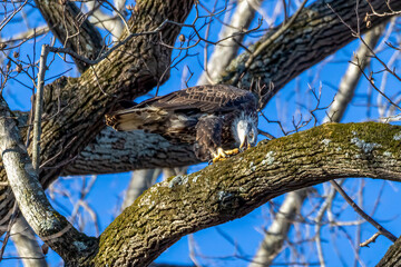 eagle eating fish