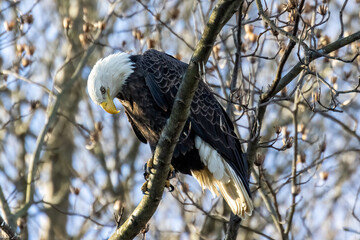 bald eagle