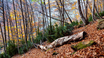 CHISTAO PINETA
