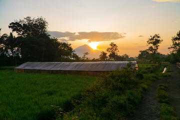 Sunrise in rice field with plant nursery