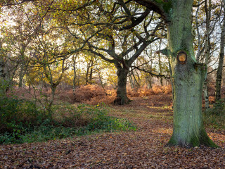 Winter sunlight in a wood with fallen leaves and bracken