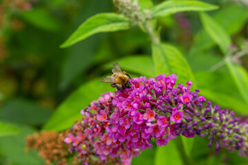Beautiful summer awakening nature
