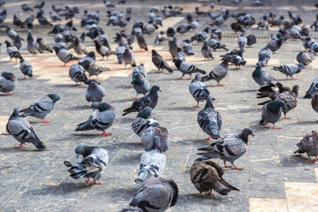 Fototapeta premium A lot of doves