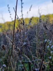 Spinnennetz im Morgentau