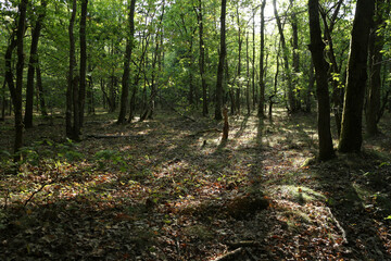 Sunlight through tree foliages - Summertime - Ile-de-France - France
