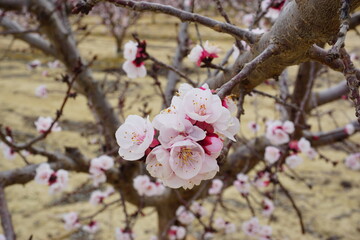 Floración del árbol de Cerezo, Melocotón, albaricoque