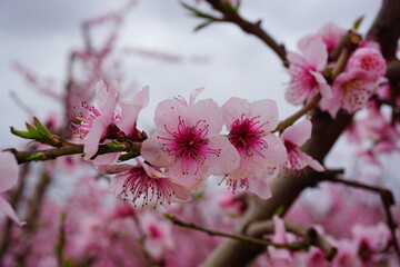Peach Blooming tree in Spain