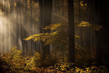 Beautiful colourful landscape in autumn season with rays of light in. forest. Romania