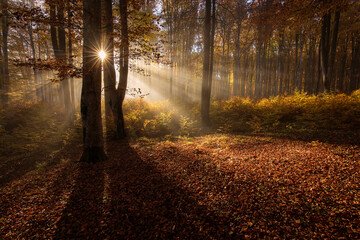 Naklejka premium Beautiful colourful landscape in autumn season with rays of light in. forest. Romania
