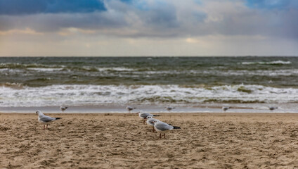 Long sandy coast next to Baltic sea with walking seagulls