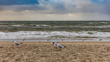 Fototapeta na wymiar Long sandy coast next to Baltic sea with walking seagulls