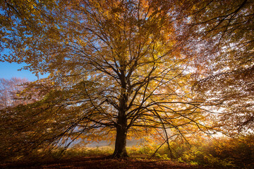 Obraz premium Beautiful colourful landscape in autumn season with rays of light in. forest. Romania