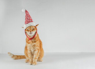 Beautiful cat with beautiful eyes. Ginger cat. Girl and cat. Christmas. Banner. copy space