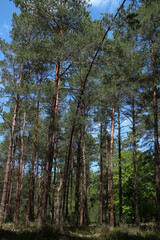 Pine forest in summertime - Ile-de-France - France