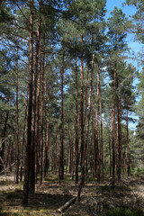 Pine forest in summertime - Ile-de-France - France