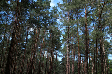 Pine forest in summertime - Ile-de-France - France