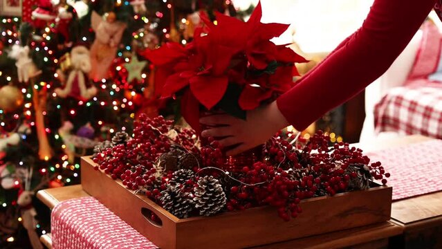 Christmas time preparations. Place a beautiful Poinsettia on the table.