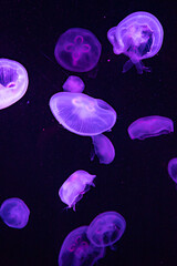jelly fish in the blue