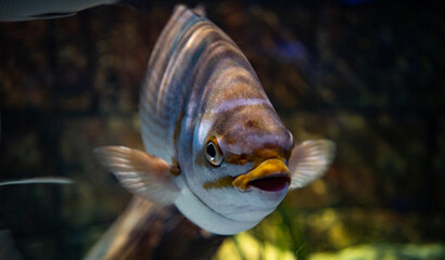 fish in aquarium
