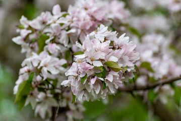White Crabapple Blossoms In Spring