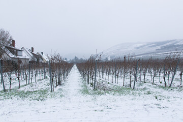 Fototapeta na wymiar Snow on the winter vineyard.