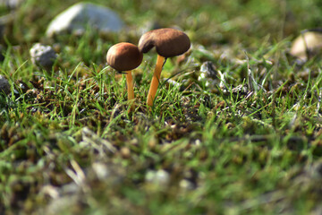 A couple of small mushroom among the grass