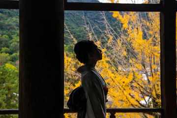 大銀杏の木と着物姿の日本人女性