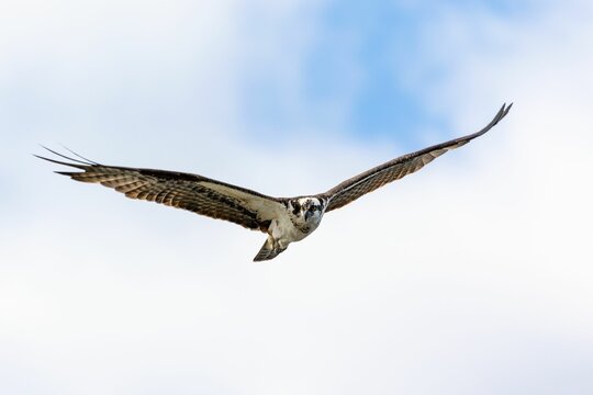Beautiful view of flying Accipitrinae in the air