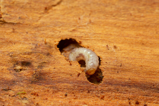 European spruce bark beetle larva, Ips typographus damage on fir wood