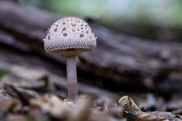 Gemeiner Riesenschirmling, Wanderung im herbstlichen Grunewald, Berlin
