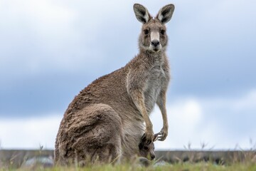 Selective focus shot of an eastern grey kangaroo (Macropus giganteus) with a baby in a pouch © Lax13/Wirestock Creators