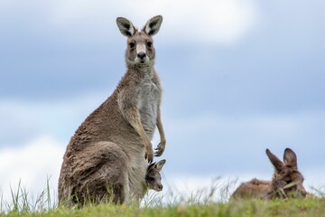 Eastern grey kangaroo (Macropus giganteus) with a baby in a pouch