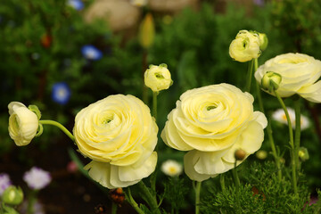 Yellow ranunculus flowers blooming in a flower bed in early spring