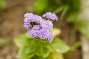 flowers
flower
flower bed
orange flowers
yellow flowers
purple flowers