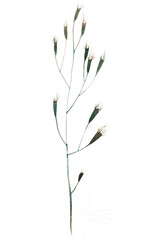 Dry thorny grass on a white background. Watercolor illustration.