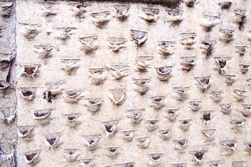 Surface of a dry vertical garden, without plants.