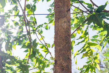 Green branches wrap a concrete pillar against the sky